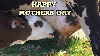 HAPPY MOTHERS DAY || cow feeding calf...|| #mothersday #wildlife #cow #naturelovers