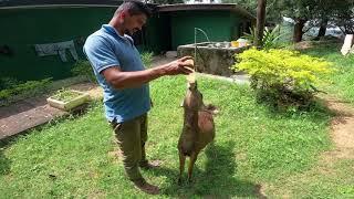 Baby Deer Drink From Bottles  #SL WILD TV