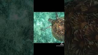 Lazy Turtle watching_White barnacle