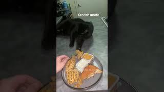 Sneaky cats#funny #cat #catvideos #funnyvideo