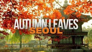 The Best Autumn Leaves in Seoul 2024 | Korea Travel Tips