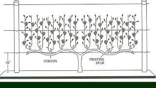 The 4-Arm KniffinTraining System for Grapevines - Grape Video #15