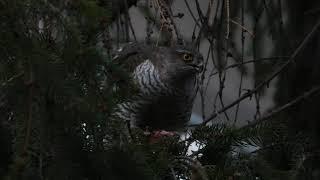 Eurasian sparrowhawk (Accipiter nisus)