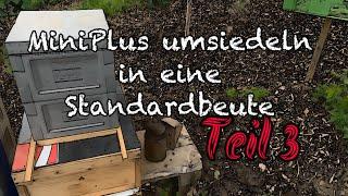 MiniPlus umsiedeln in eine Standardbeute ! Teil 3