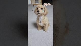 같이 못간다고 했을때 강아지 반응!? #shorts#funnydog#강아지#pets#모카#하루#말티푸#강아지분리불안#동물더빙