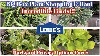 Big Box Plant Shopping & Haul at Lowe's || Incredible Finds || Backyard Privacy Options Part 2