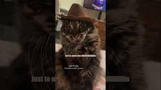 Cowboy Cats : @ivartheincredibleblindcat #shorts