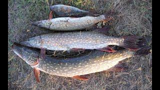 За щуками с китайским силиконом!#рыбалка #fishing #щука #окунь