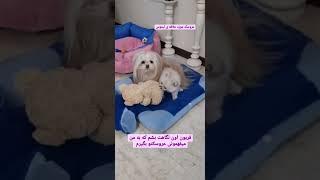 با نگاهش میفهمونه #dog #shortvideo #حیوانات #puppy #pets