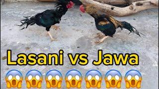 Lasani vs Jawa fight ho  gai // Aseel rooster fight  hen fight / daily routine vlog 15 feb 2024