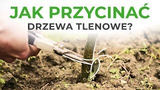 Oxytree - jak przycinać drzewa po pierwszym roku?