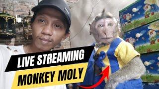 LIVE STREAMING MONKEY MOLY FUNNY ANIMAL - DAMAGE AND SMART