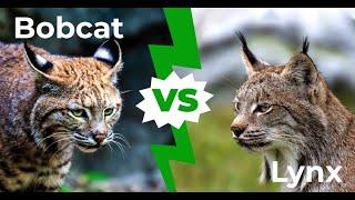 Bobcat vs lynx: 4 Key Differences Explained