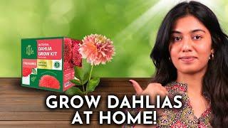 Unboxing the Easiest Way to Grow Dahlias!