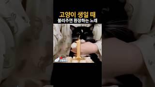 뭔가 심각하게 맘에 안 든 고양이 ㅋㅋ #깃털유머