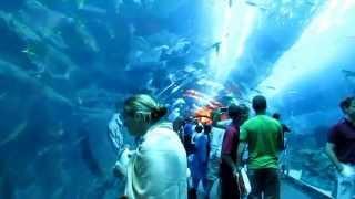 The World's Largest  Aquarium