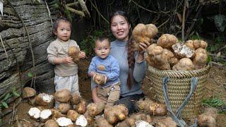 Harvest wild tubers and bring them to the market to sell - cook wild tubers for your children to eat