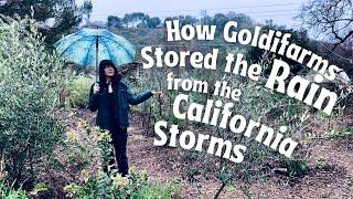 Scenes from the California Storm and an update from Goldifarms