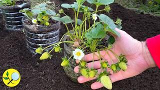 Transform your Strawberry Crop: Avoid ants and Increase your Production