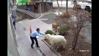 Turkish town threatened by posse of sheep and goats