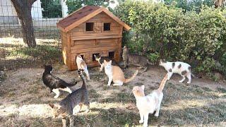 We Surprised Our Cats with Two Huge Cat Houses!