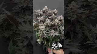 How to Make a Bouquet of Buds - 420 Style - Hey Abby - Happy Valentines Day