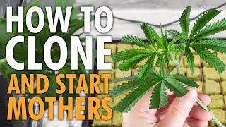 How to Clone Cannabis & Start A Mother Tent - Tutorial