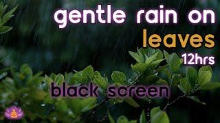 [Black Screen] Gentle Rain on Leaves | Rain Ambience No Thunder | Rain Sounds for Sleeping