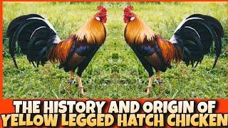 THE HISTORY AND ORIGIN OF YELLOW LEGGED HATCH CHICKEN.