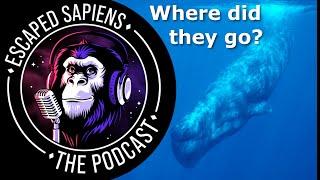Where did all the biggest sperm whales all go? | Iain Kerr | Escaped Sapiens Podcast