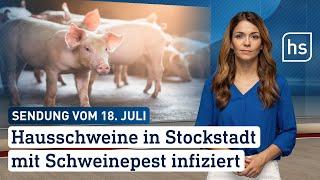 Hausschweine in Stockstadt mit Schweinepest infiziert | hessenschau vom 18.07.2024