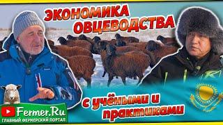 Казахские грубошёрстные овцы. Содержание овец зимой. Где деньги в овцеводстве? Учёные и бизнес в с/х