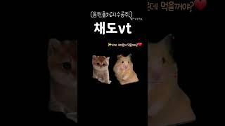 [먹어치울꺼야!]|(음원출처:지수공주!)#햄스터#고양이#채도tv