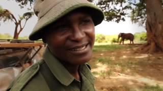 Reuniting with 26 year old Ndume | Sheldrick Trust