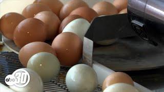 DOJ investigating major egg producers amid soaring prices