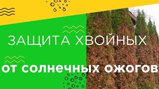 Защита хвойных от солнечных ожогов (часть 1)