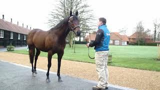 Harry Angel walking footage