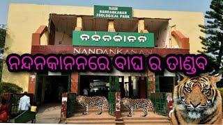 Nandankanan tiger attack||tiger video||odisha tourism||nandankanan zoological park bhubaneswar