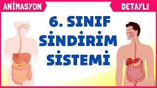 Sindirim Sistemi 6. Sınıf Fen Bilimleri 2. Ünite