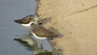 Green Sandpiper at Aqaba Bird Observatory