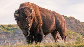 Discover Theodore Roosevelt National Park