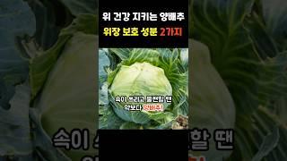 위 건강 지키는 양배추위장 보호 성분 2가지