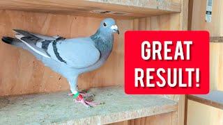 500km Pigeon Race Returns - GREAT RESULTS