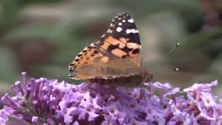 Big Butterfly Count species 2018 | Butterfly Conservation