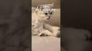 호야~~~~ 충격먹었니ㅋㅋ #고양이 #cat #냥춘기 #고양이브이로그 #cute #고양이일상 #크림냥