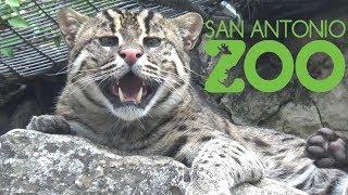 San Antonio Zoo Tour & Review with The Legend