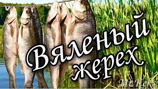 Вяленый жерех. Как засолить крупную рыбу