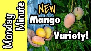 Monday Minute- NEW Mango Variety at Truly Tropical!