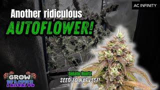 AUTOFLOWERS made EASY!  |  Seed to Harvest  |  Gelato Runtz