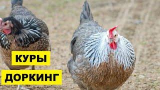 Разведение кур породы Доркинг как бизнес идея | Куры Доркинг